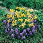 Plant-o-Mat Classic Narcissus/Crocus 45 bulbs