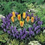 Plant-o-Mat Classic Tulip/Crocus 45 bulbs